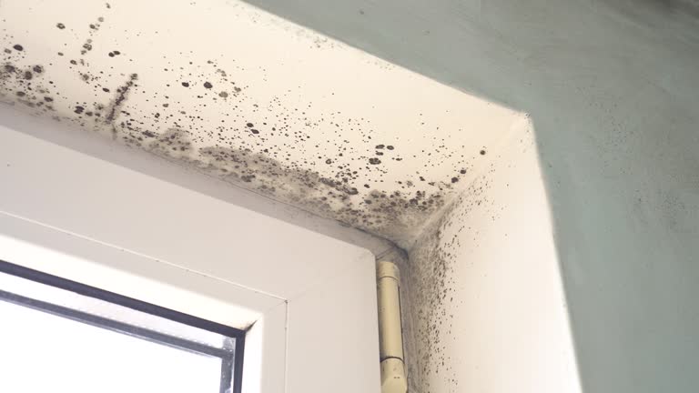 Why You Should Choose Our Mold Remediation Services in Scottsdale, AZ